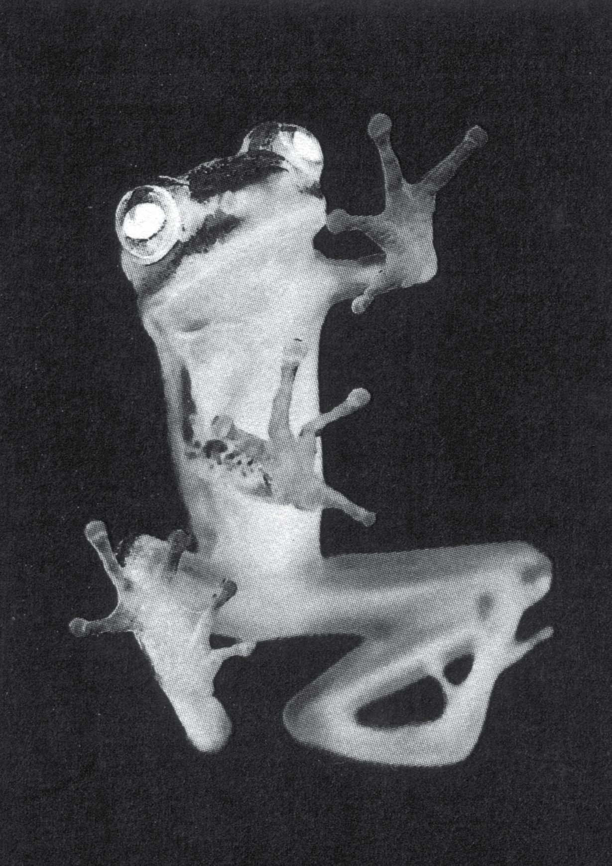 Jordan Tatum 2 frog scan reference